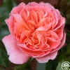 Heirloom Roses Pink Abundance™ New