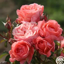 Heirloom Roses Pink Abundance™ New
