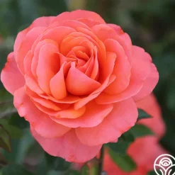 Heirloom Roses Pink Abundance™ New