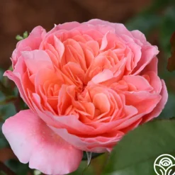 Heirloom Roses Pink Abundance™ New