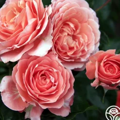 Heirloom Roses Pink Abundance™ New