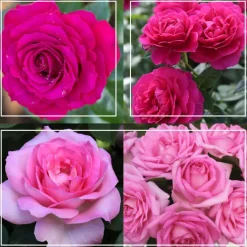 Heirloom Roses Pink Bouquet Collection Discount