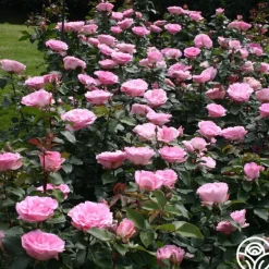 Heirloom Roses Pink Bouquet Collection Discount