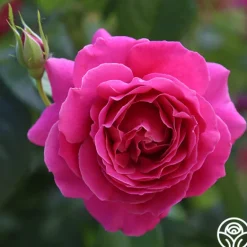 Heirloom Roses Pink Bouquet Collection Discount