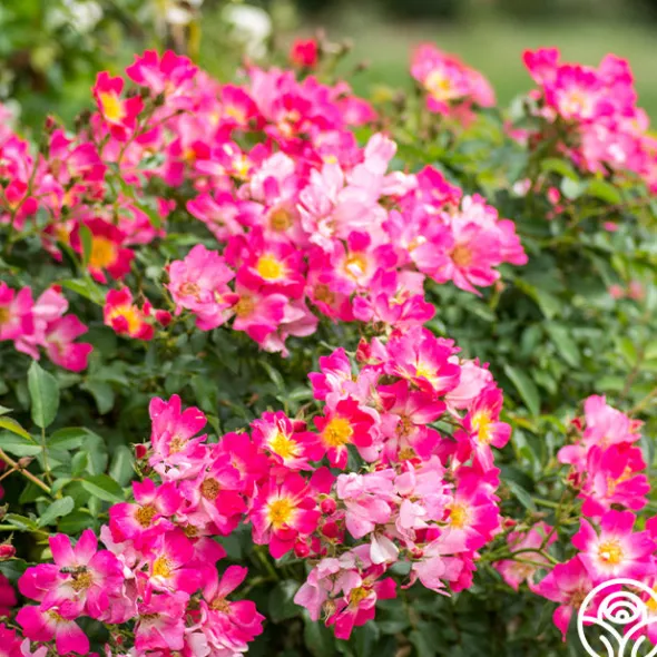 Heirloom Roses Pink Drift® Online