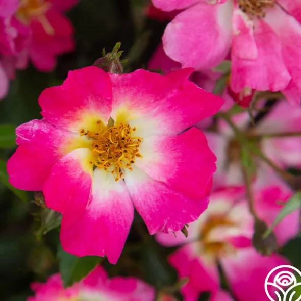 Heirloom Roses Pink Drift® Online