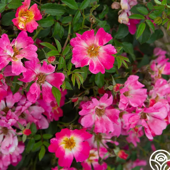 Heirloom Roses Pink Drift® Online