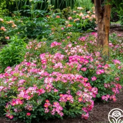 Heirloom Roses Pink Drift® Online