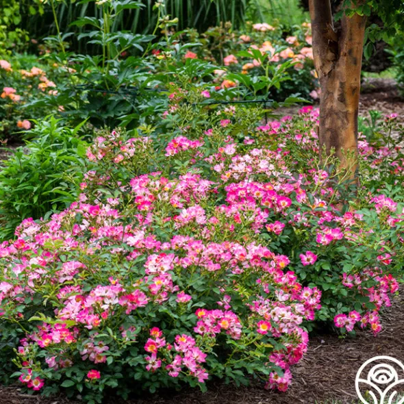 Heirloom Roses Pink Drift® Online