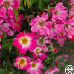 Heirloom Roses Pink Drift® Online