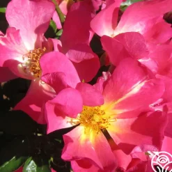 Heirloom Roses Pink Drift® Online