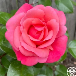 Heirloom Roses Pink Flamingo™ Hot