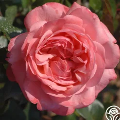 Heirloom Roses Pink Flamingo™ Hot