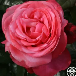 Heirloom Roses Pink Flamingo™ Hot