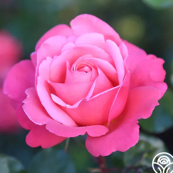 Heirloom Roses Pink Flamingo™ Hot