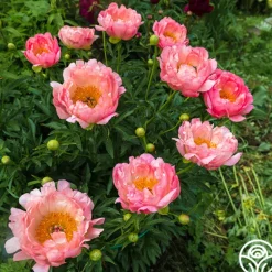 Heirloom Roses Pink Hawaiian Coral Online