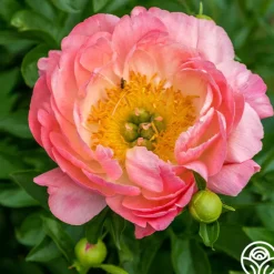 Heirloom Roses Pink Hawaiian Coral Online