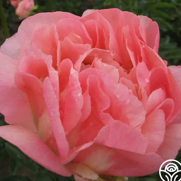 Heirloom Roses Pink Hawaiian Coral Online