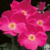 Heirloom Roses Pink Home Run Outlet