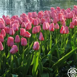 Heirloom Roses Pink Impression® Online