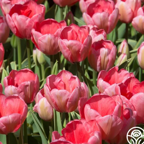 Heirloom Roses Pink Impression® Online
