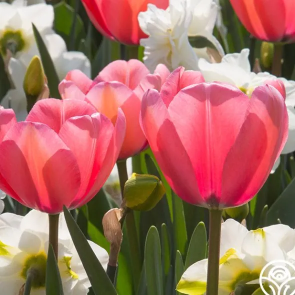 Heirloom Roses Pink Impression® Online