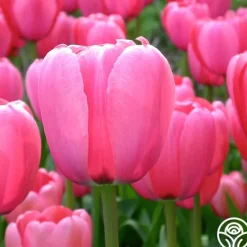 Heirloom Roses Pink Impression® Online