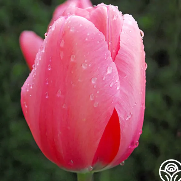 Heirloom Roses Pink Impression® Online