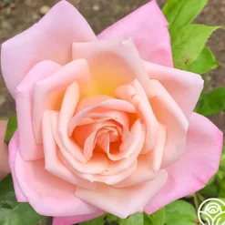Heirloom Roses Pink Parfait Online