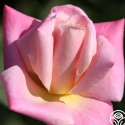 Heirloom Roses Pink Parfait Online