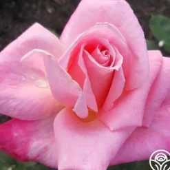 Heirloom Roses Pink Parfait Online