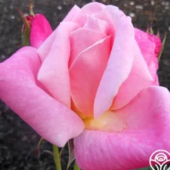 Heirloom Roses Pink Parfait Online