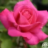 Heirloom Roses Pink Peace