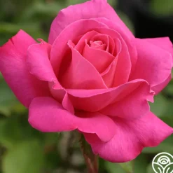 Heirloom Roses Pink Peace