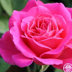 Heirloom Roses Pink Peace