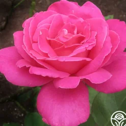 Heirloom Roses Pink Peace