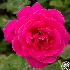Heirloom Roses Pink Peace