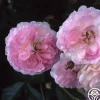 Heirloom Roses Pink Prosperity Clearance