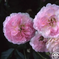 Heirloom Roses Pink Prosperity Clearance