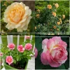Heirloom Roses Pink to Peach Cutting Garden Clearance