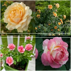 Heirloom Roses Pink to Peach Cutting Garden Clearance