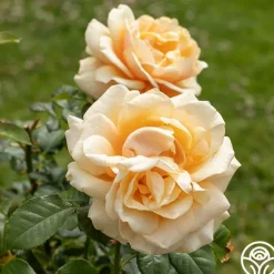 Heirloom Roses Pink to Peach Cutting Garden Clearance