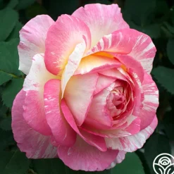 Heirloom Roses Pink to Peach Cutting Garden Clearance