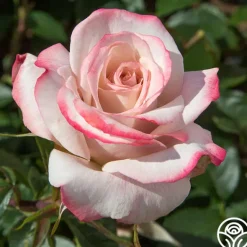 Heirloom Roses Pinkerbelle™ Sale
