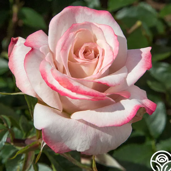 Heirloom Roses Pinkerbelle™ Sale