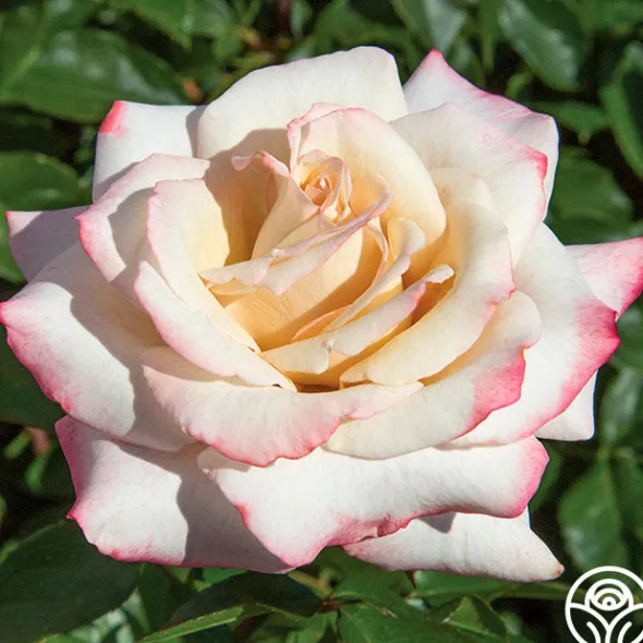 Heirloom Roses Pinkerbelle™ Sale