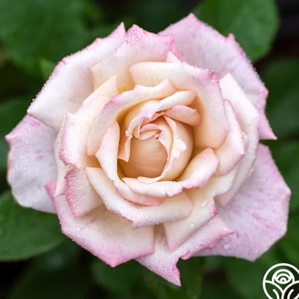 Heirloom Roses Pinkerbelle™ Sale