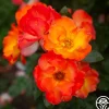 Heirloom Roses Playboy® Online