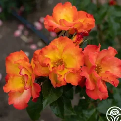 Heirloom Roses Playboy® Online
