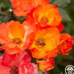 Heirloom Roses Playboy® Online